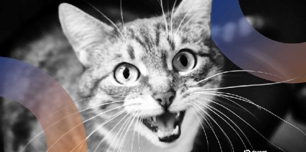 Can AI Crack the Cat Code? Baidu Thinks So