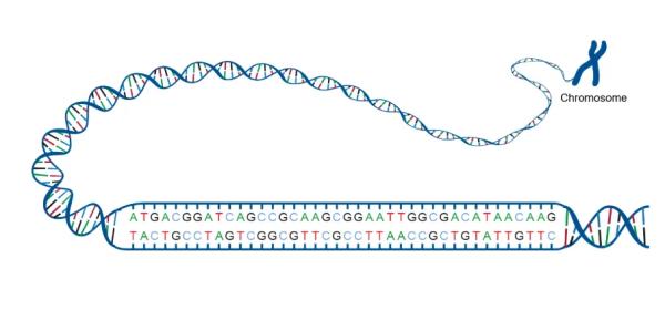 Google's AlphaGenome AI Makes DNA Readable—And It's on GitHub