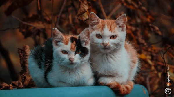 Crypto millionaire in China blames 200 cats for losing millions Crypto millionaire in China blames 200 cats for losing millions